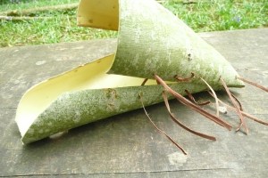 Wild hands Mary's container 18052013 0232 PMS