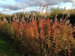 Autumn Colours near Burnbrae