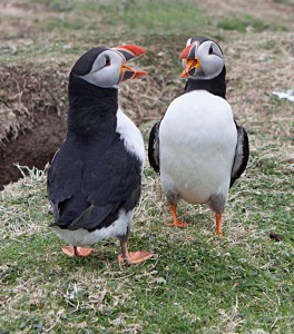 lunga-puffins-20160515-1477-rs